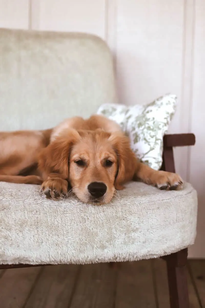 brown dog on white chair