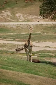 2012 My Year In Travel San Diego Safari Park