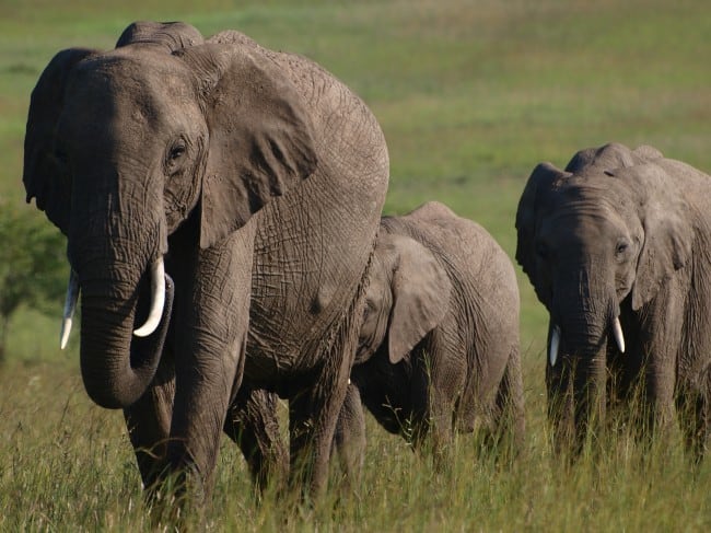 Elephants Maasai Mara Traveling Well For Less