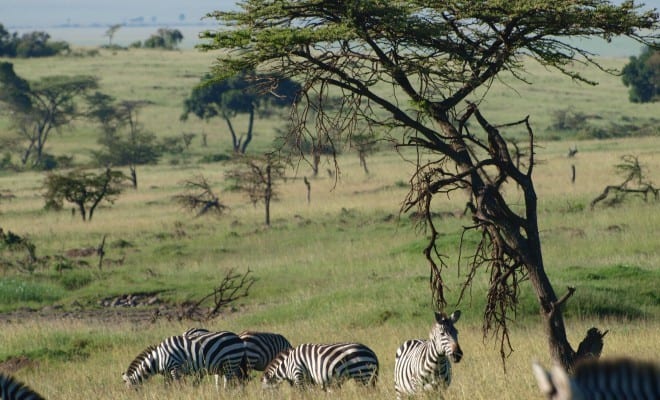 Zebras at Maasai Mara Traveling Well For Less
