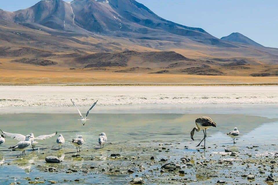 Salt flats of Salar De Uyuni Bolivia Traveling Well For Less