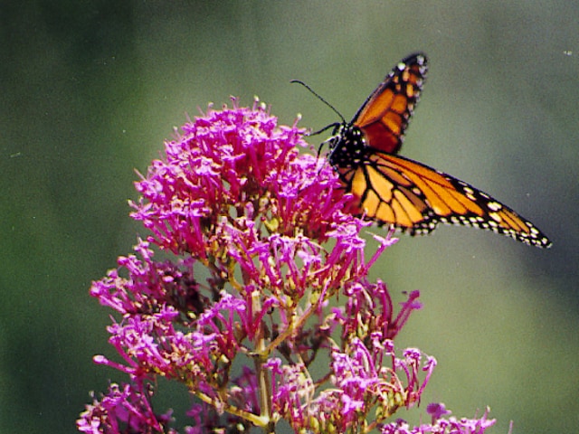 Visit the Conejo Valley Botanical Garden for the perfect combination of gorgeous flowers and greenery with desert plants. Traveling Well For Less