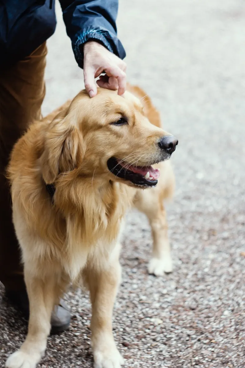 hand petting golden colored dog