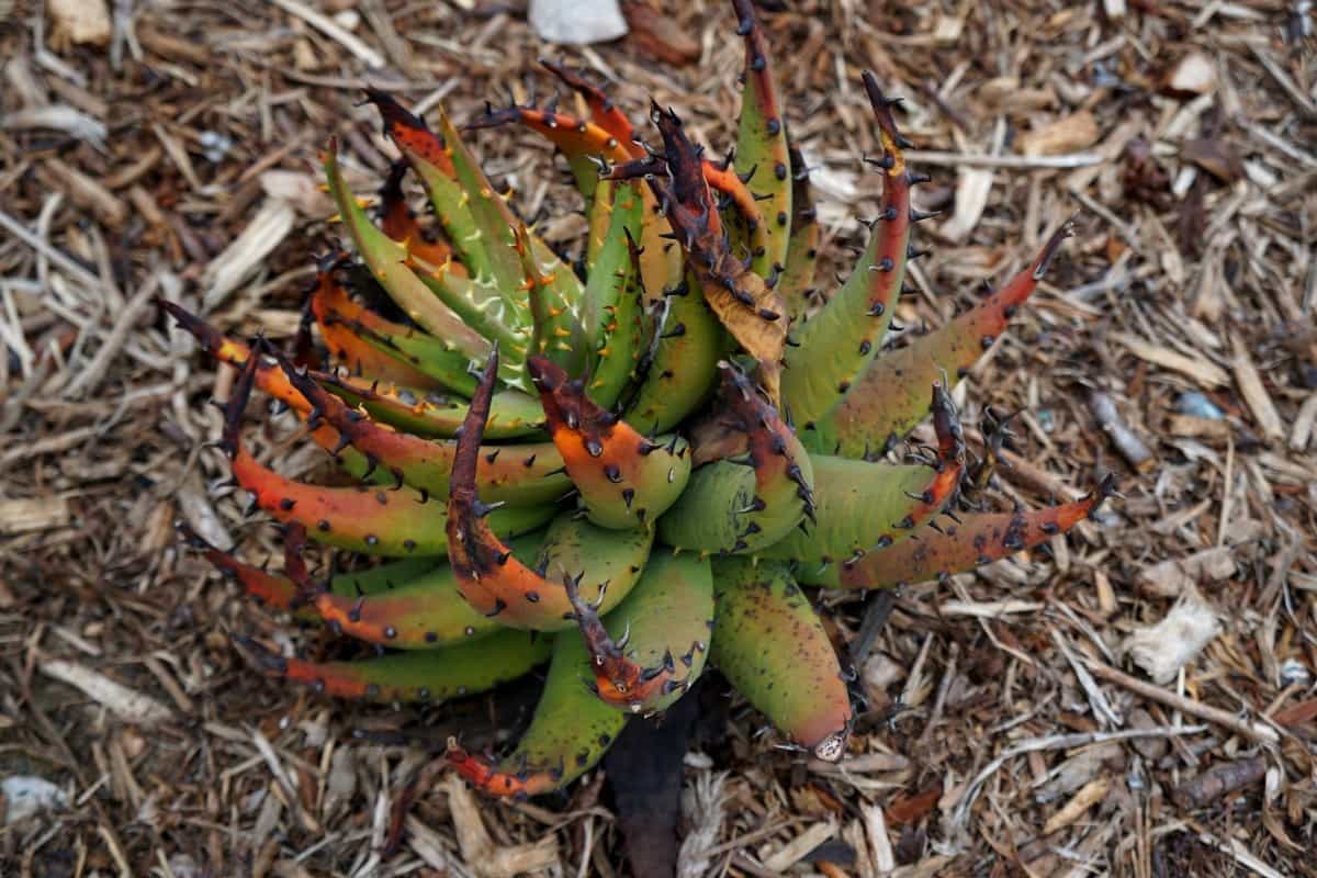 African aloe plant | @sandiegozoo. | #AfricaRocks | #ad | Conrad Prebys Africa Rocks | San Diego Zoo | rare plants | what to do in San Diego | TravelingWellForLess.com