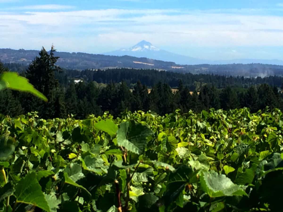 You can enjoy breathtaking views of the Chehalem foothills and Mt. Hood while savoring a glass of wine from Ardiri Winery. | Tualatin Valley wineries | Willamette Wineries | what to do in the Tualatin Valley | TravelingWellForLess.com