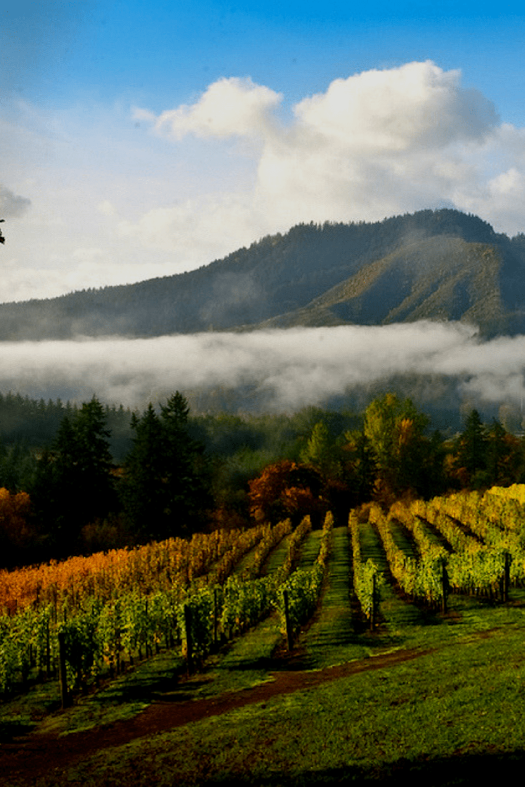 The Tualatin Valley, a short 30-minute drive from Portland, offers so many activities. From wine tasting, beer tasting, to zip lining. This family-friendly destination will keep you busy. All without any of the weirdness of the Portland scene. | Photo courtesy: Washington County Visitors Association | #sponsored | Portland day trip | what to do in Portland | Tualatin Valley | Willamette Valley | TravelingWellForLess.com #portland #oregon #tualatinvalley #winecountry