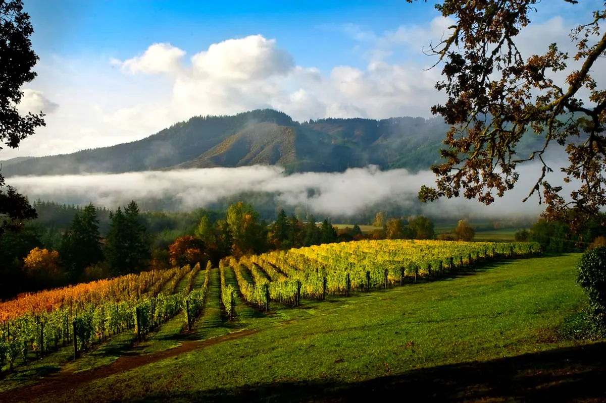 A short 30-minute drive from Portland, the Tualatin Valley offers so many activities. You can go wine tasting, beer tasting, zip lining, and more. | Portland activities | day trips from Portland | what to do in the Tualatin Valley | Oregon wineries | beer tasting | TravelingWellForLess.com