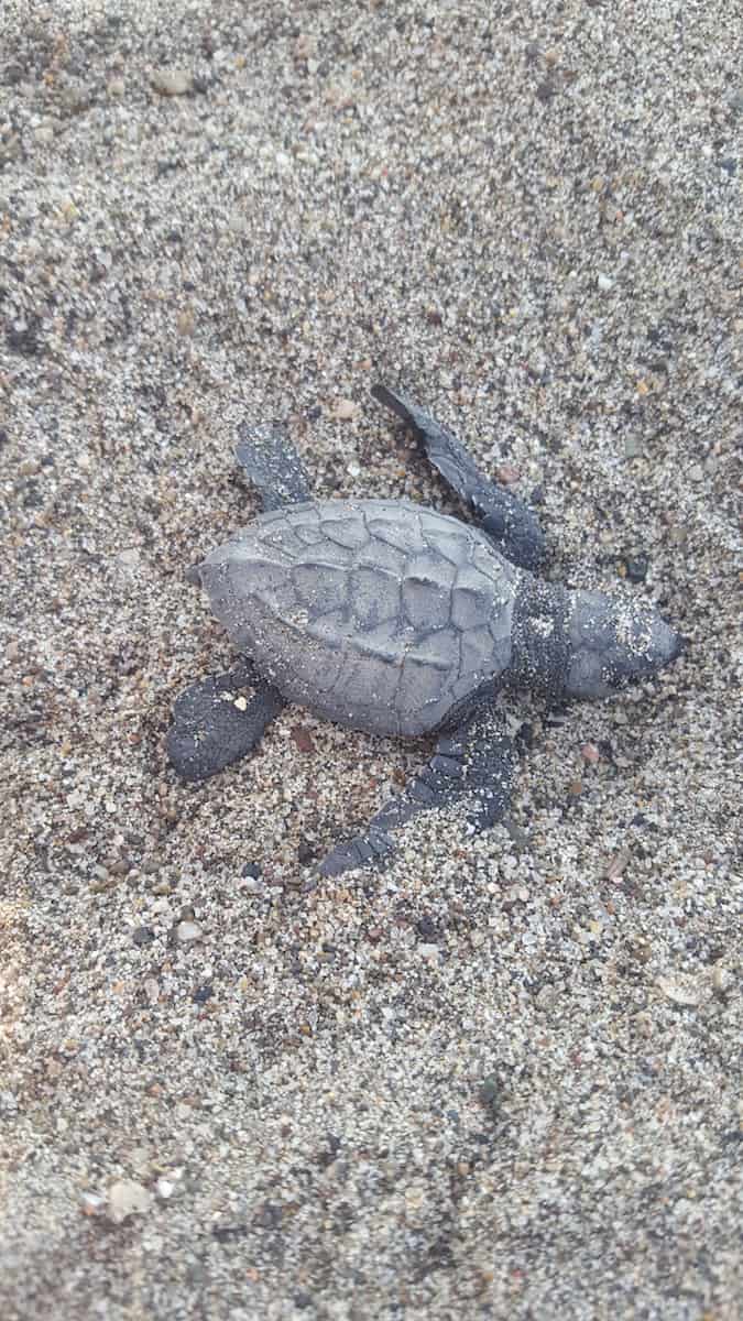 Sea turtle hatching in Puerto Vallarta. One of the "biggest turtle nursery" in Puerto Vallarta is at the Marriott Puerto Vallarta Resort & Spa. Guests can release a baby sea turtle from June to December under supervision by marine biologists and trained volunteers. | release sea turtles | Mexico | www.TravelingWellForLess.com