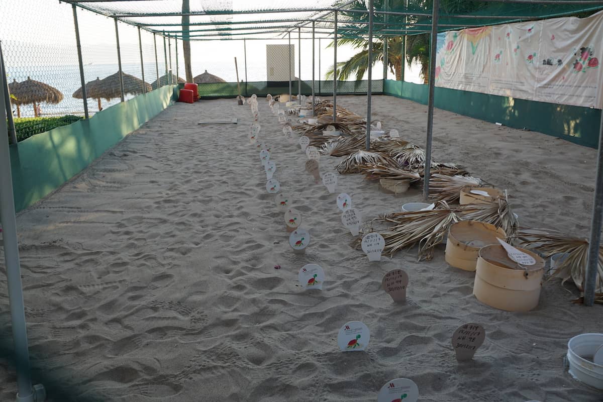 Sea turtle hatchery at Marriott Puerto Vallarta Resort. Guest can release sea turtles for free. | release sea turtles | Mexico | www.travelingwellforless.com