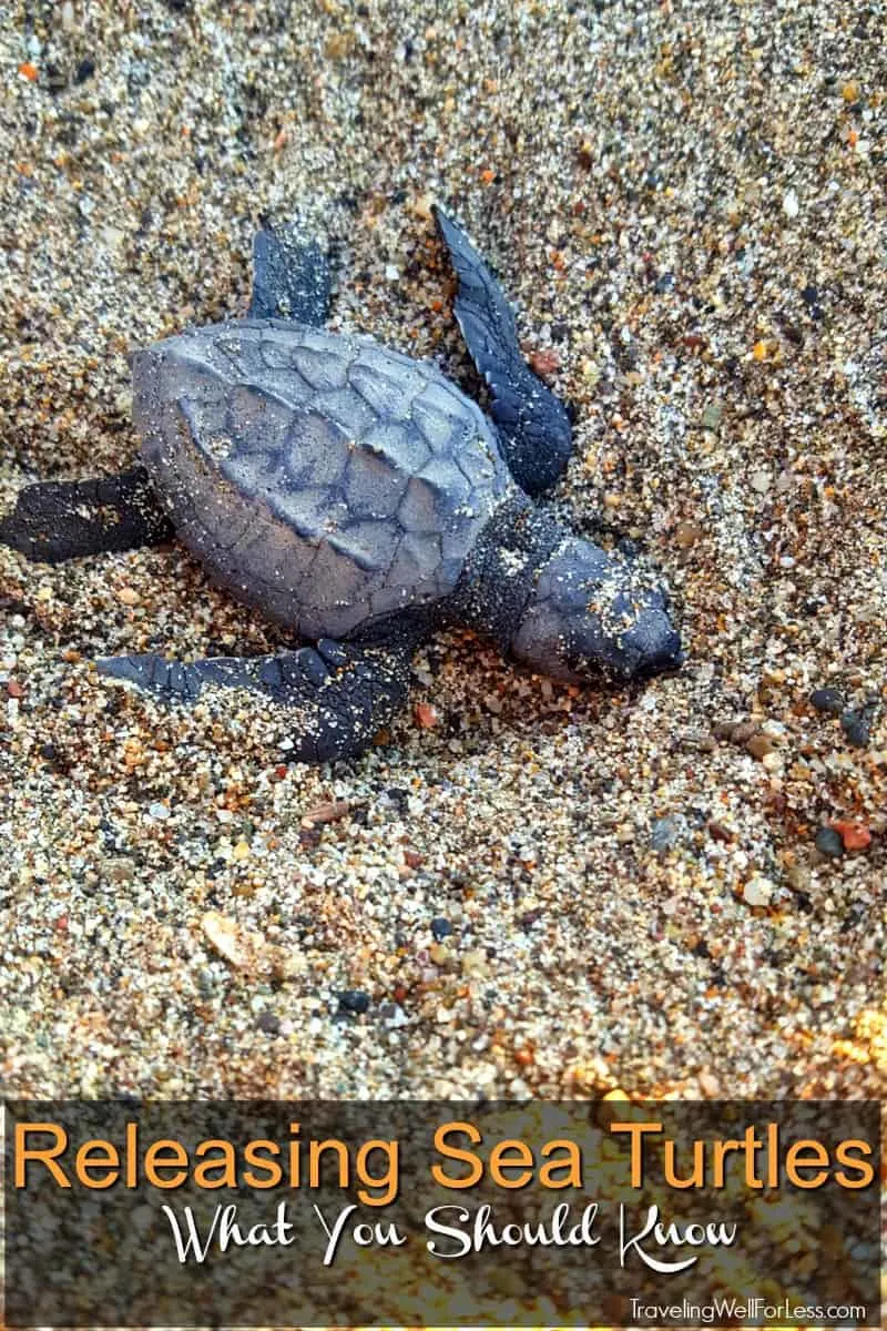 You can release sea turtles on your vacation. Guest at certain hotels in Mexico like the Marriott Puerto Vallarta Resort can release sea turtles during their stay. Here's what you need to know. | release sea turtles | Mexico | https://www.travelingwellforless.com