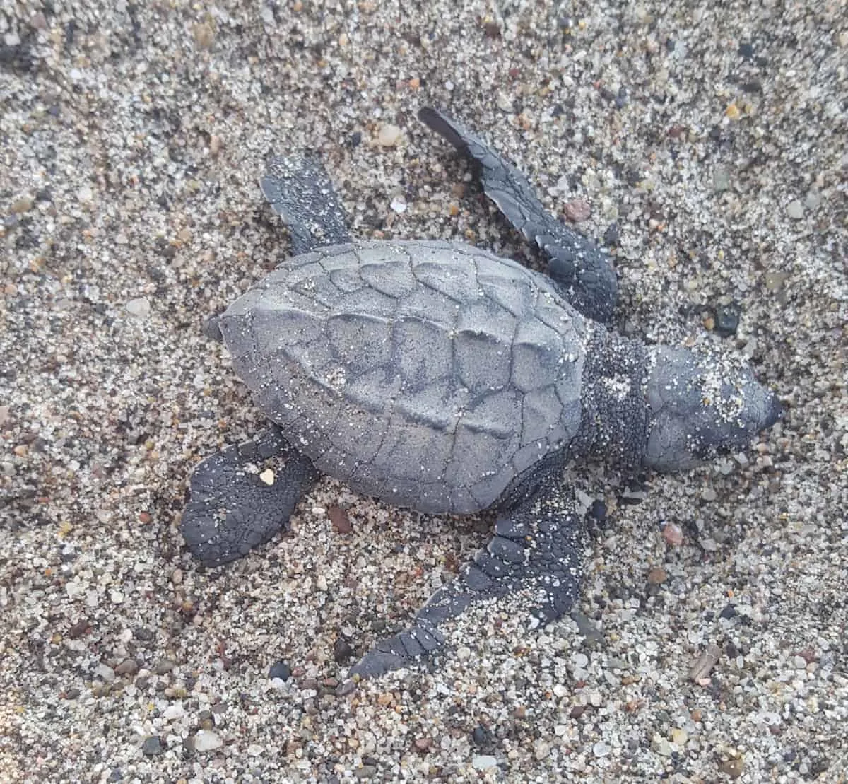 Is releasing baby sea turtles on your bucket list? If done for profit instead of preservation it can be dangerous. Here's what you need to know. | release sea turtles | Mexico | www.travelingwellforless.com