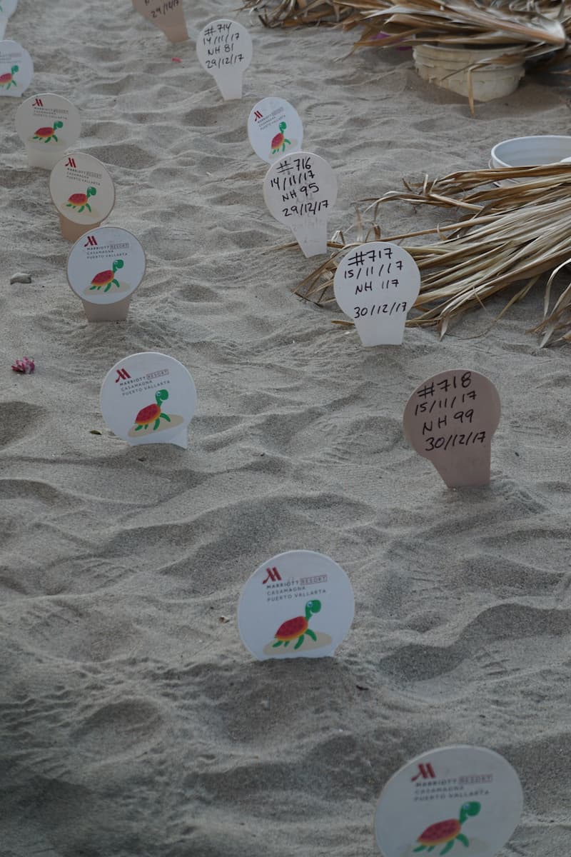 Sea Turtle nests are marked with the date, the number of eggs, and anticipated hatching date. There were 718 nests this year in the hatchery. | release sea turtles | Mexico | www.travelingwellforless.com