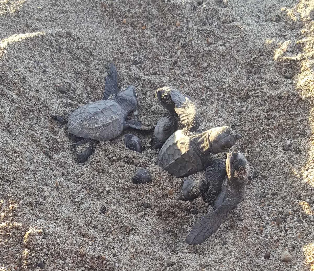 Sea turtles hatching. The Marriott Puerto Vallarta Resort operates one of the "biggest turtle" nurseries in Puerto Vallarta. Hotel guests can take part in a sea turtle release from June to December.