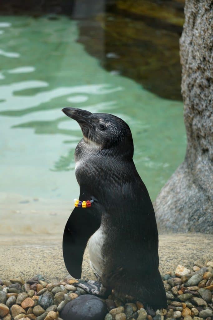 See endangered African Penguins, rare tree-leaping lemurs, a baboon named Elvis, and 65-foot waterfall in the Conrad Prebys Africa Rocks exhibit at the San Diego Zoo. | Africa Rocks | San Diego Zoo | things to do in San Diego | TravelingWellForLess.com