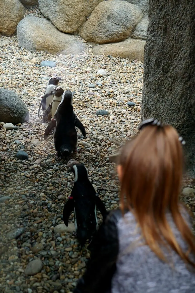 African Penguins, San Diego Zoo's cutest rock stars put on a show at the Cape Fynbos habitat. | @sandiegozoo. | #AfricaRocks | #ad | San Diego Zoo | Things to do in San Diego | TravelingWellForLess.com