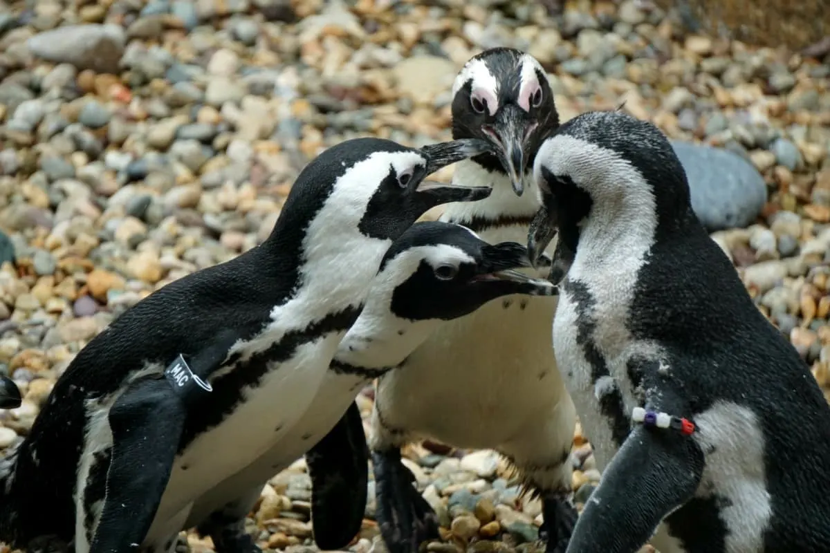 Conrad Prebys Africa Rocks at the world famous San Diego Zoo is a must-see. The first of six new habitats features endangered African Penguins. | San Diego Zoo | African penguins | endangered animals | TravelingWellForLess.com