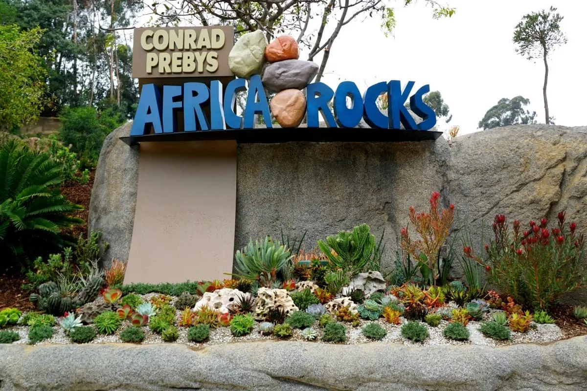 San Diego Zoo's newest habitat, Conrad Prebys Africa Rocks features rare African plants, leopard sharks, and endangered African Penguins. | San Diego Zoo | penguins | africa rocks | TravelingWellForLess.com