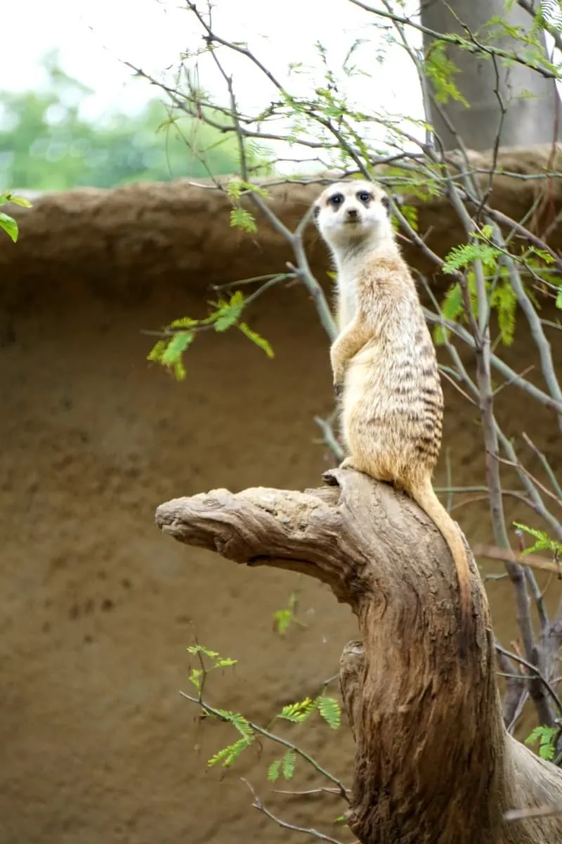 Meerkat standing watch protecting the pack at Kopje habitat Africa Rocks San Diego Zoo | @sandiegozoo. | #AfricaRocks | #ad | TravelingWellForLess.com