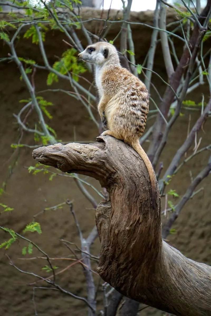 Meerkat standing watch at Kopje habitat Africa Rocks San Diego Zoo | @sandiegozoo. | #AfricaRocks | #ad | TravelingWellForLess.com