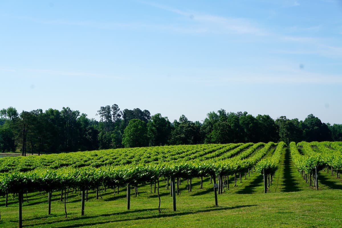 Gregory Vineyards produced their first muscadine wine in 2011. This one stop shop (wedding venue, winery, restaurant, and distillery) has won many awards. | muscadine wine | Beer, wine, and shine trail | Things to do in Johnston County, North Carolina | wine | TravelingWellForLess.com