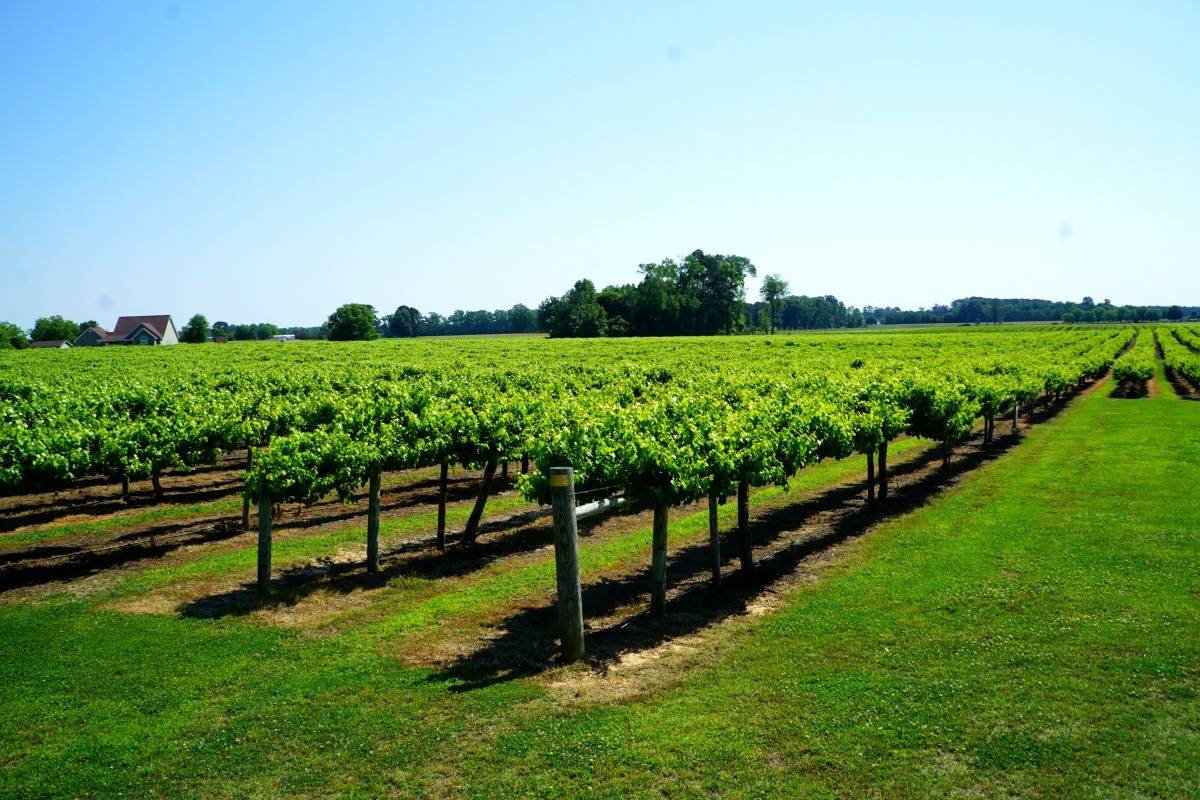 Established in 1971, Hinnant Vineyards is the largest muscadine vineyard in North Carolina. They started making wine in 2003. | muscadine wine | Beer, wine, and shine trail | things to do in Johnston County, North Carolina | wine | TravelingWellForLess.com