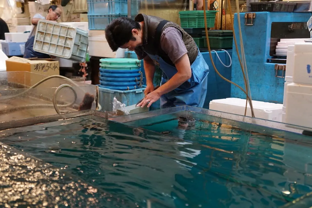 Visiting the Tokyo Fish Market after the crowds have left. | Japan | TravelingWellForLess.com