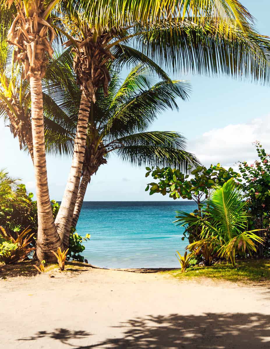 view of palm trees on beach overlooking the ocean