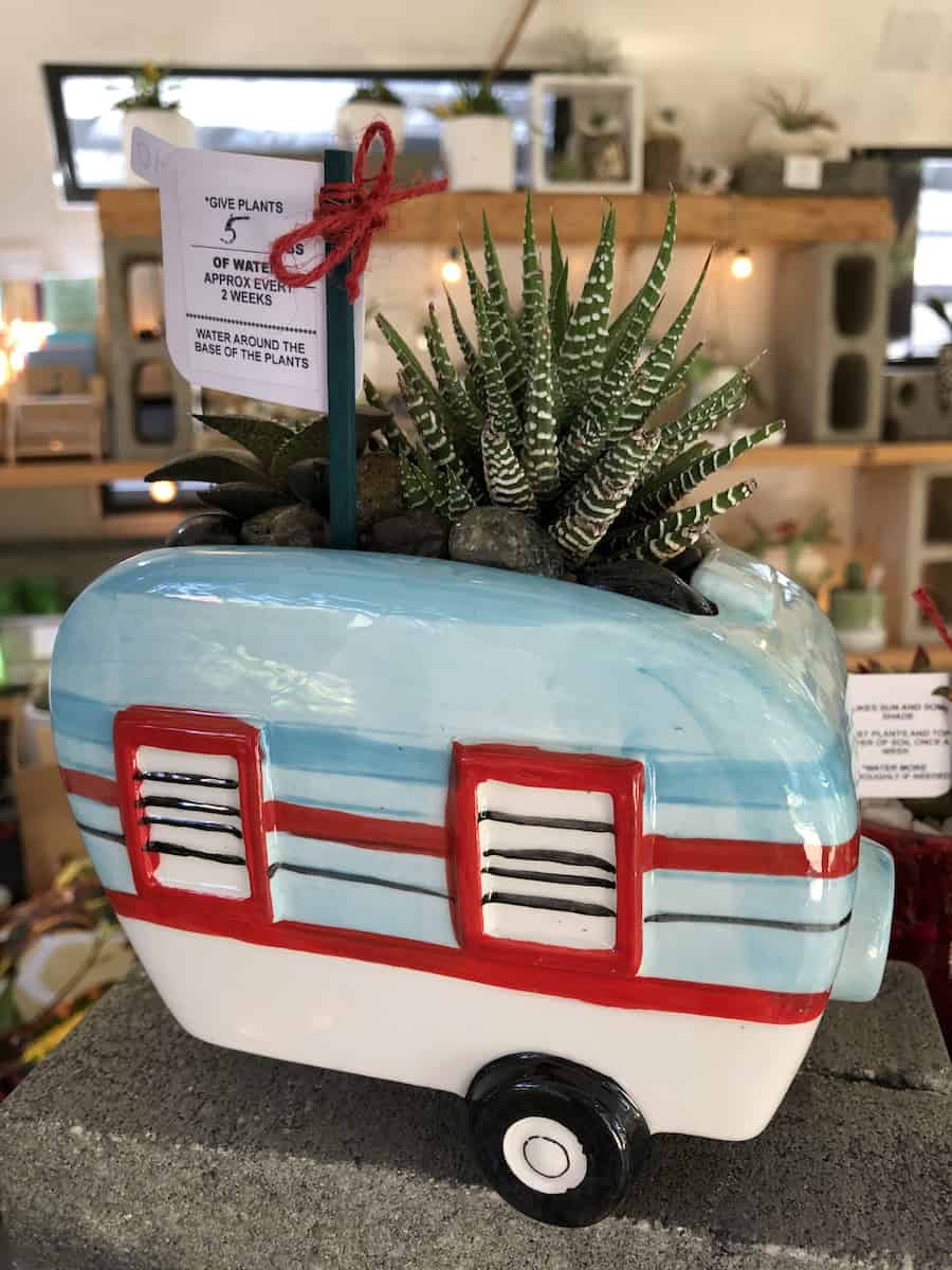 succulent in ceramic air stream at The Camp, one of the best things to do in Costa Mesa