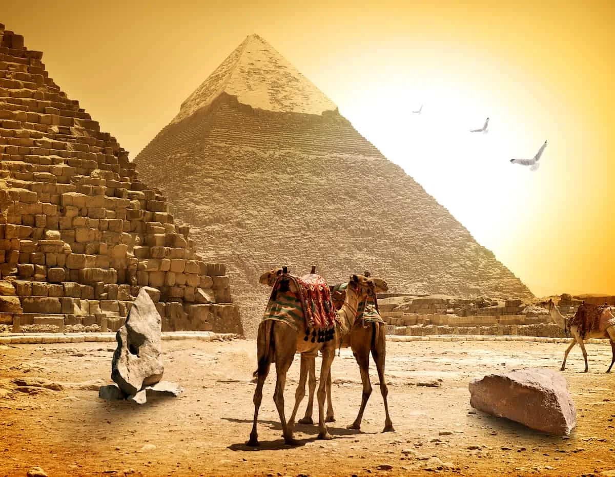 Camels and pyramids at the hot sunny evening in Egypt