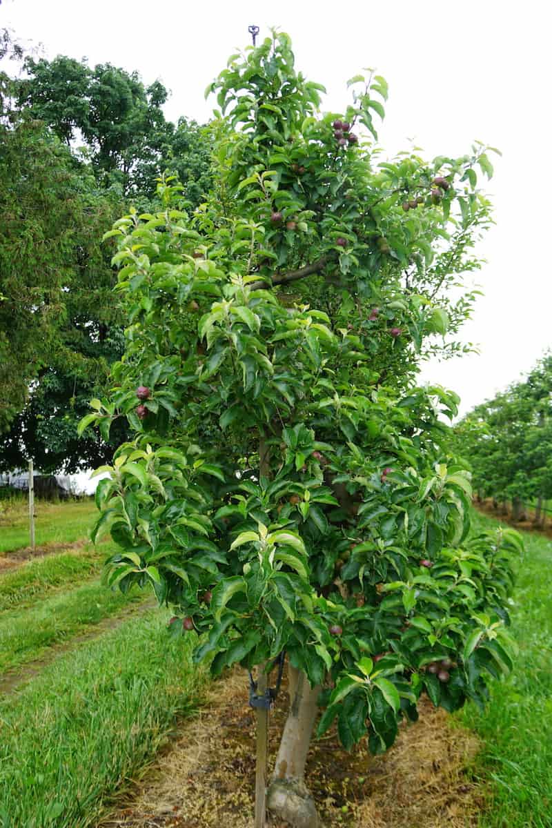 An apple tree at Bellwood Acres. Offering over 20 types of apples, a cafe, shop, and distillery, a visit to Bellewood Acres is fun for everyone when in Lynden. #apples #applefarm #thingstodoinLynden #Lynden #Washington