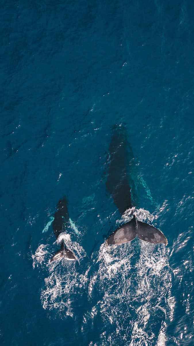 mother and calf whale in maui hawaii