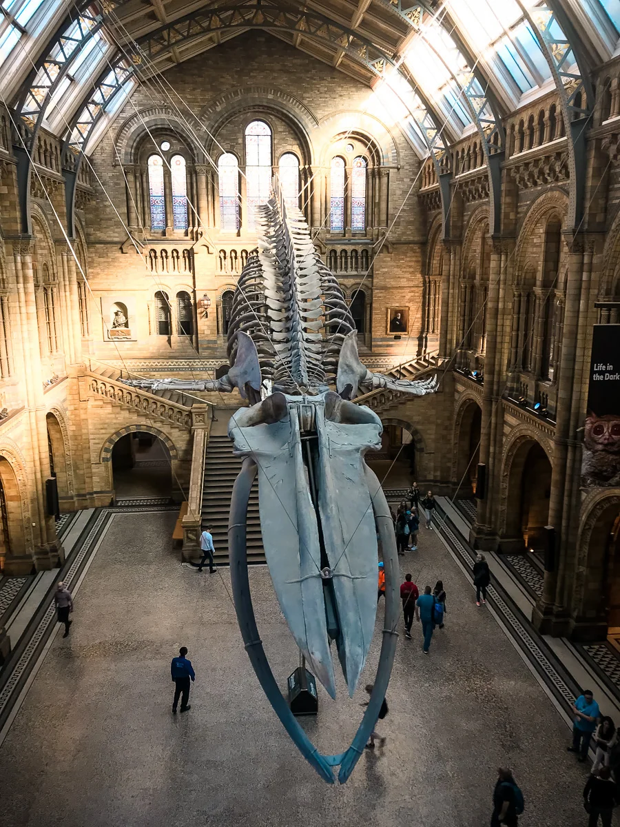 national history museum london blue whale skeleton