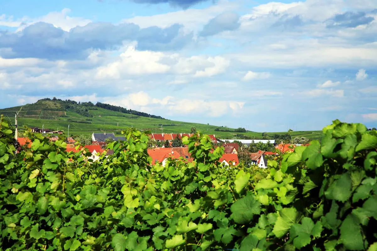 vineyard in Alsace France