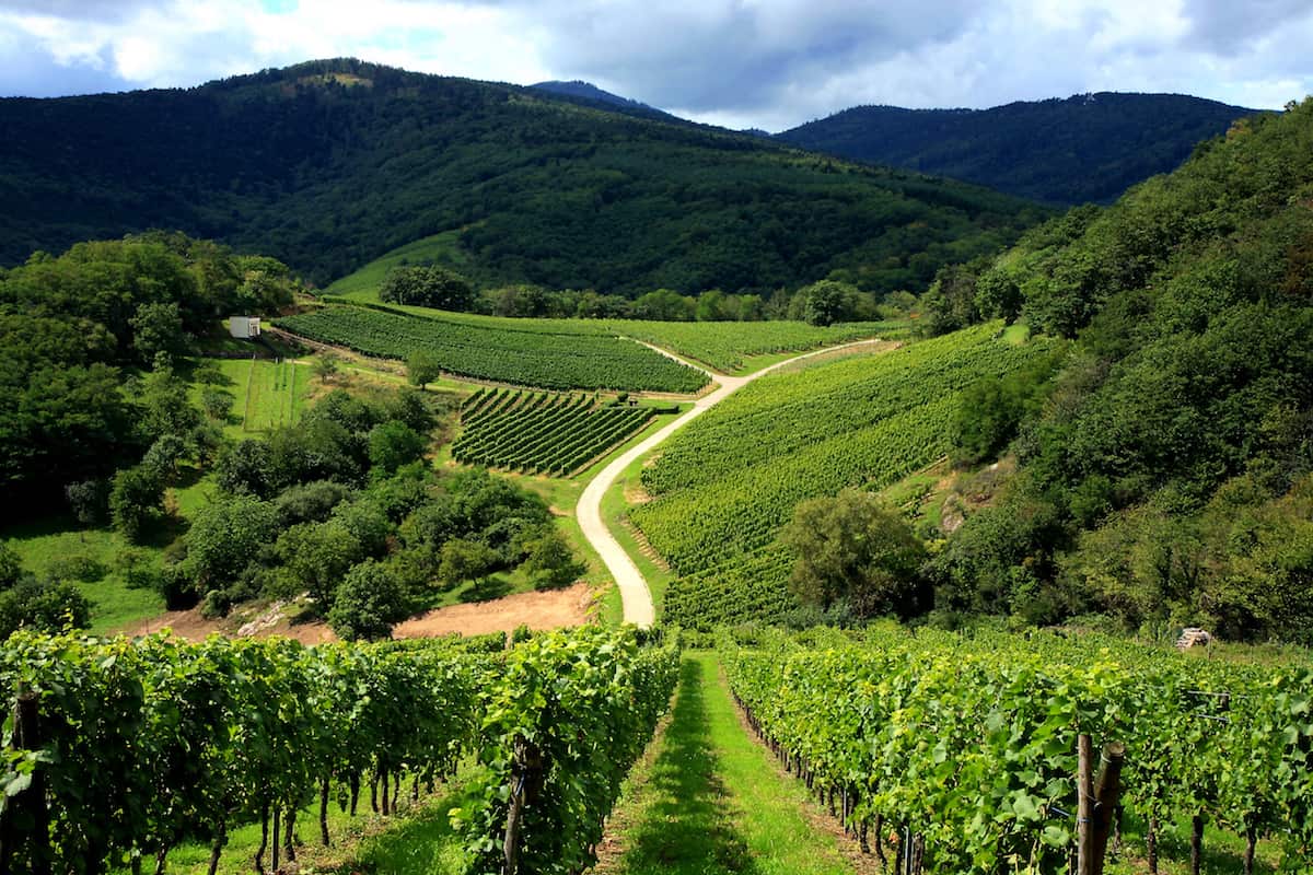 vineyard in Alsace, France, Vosges