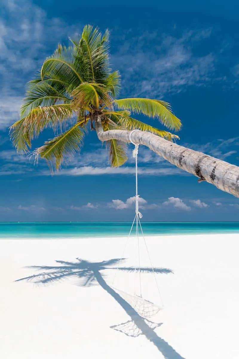 rope swing hanging from palm tree on white sand beach