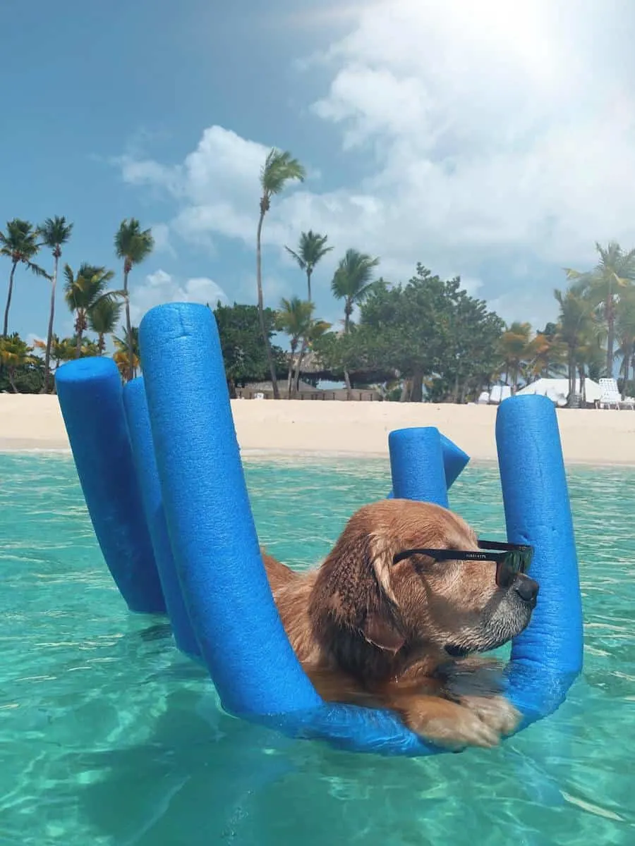 golden retriever on blue pool floatie in Caribbean ocean