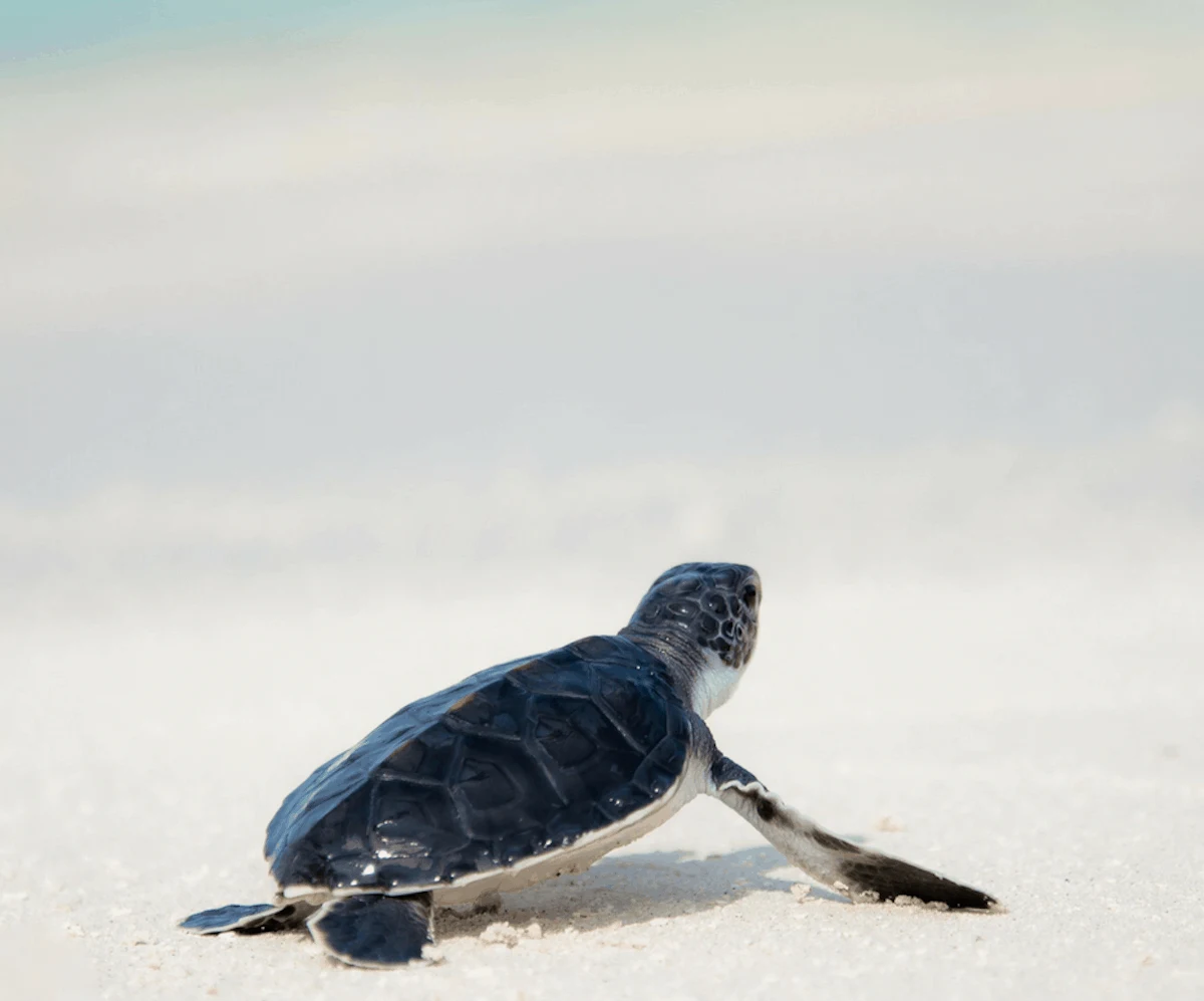 Baby sea turtle on sand