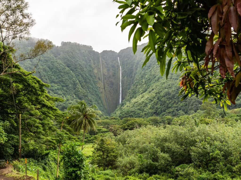 lush green trees and waterfall in waipi'o valley, big island, hawaii