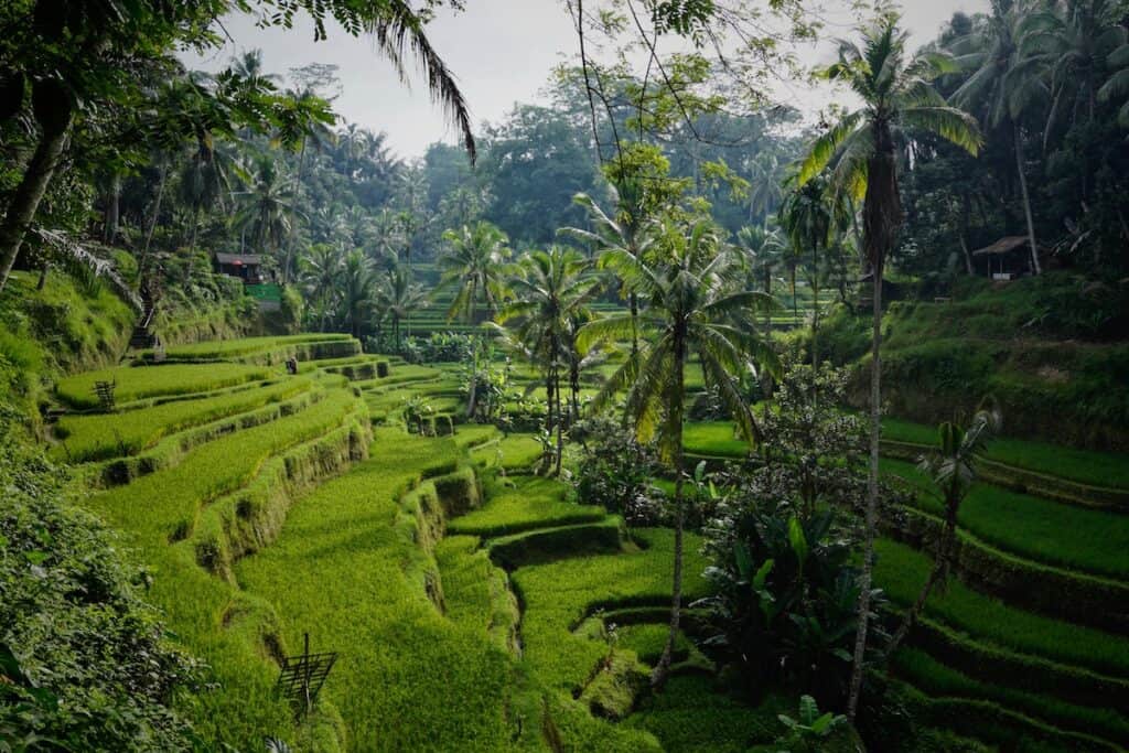 green rice field photo Tegallalang, Gianyar, Bali, Indonesien