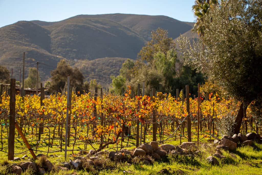 wine vineyard in san antonio de las minas, ensenada mexico