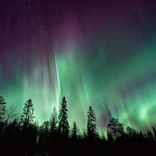 silhouette of trees near aurora borealis in alaska