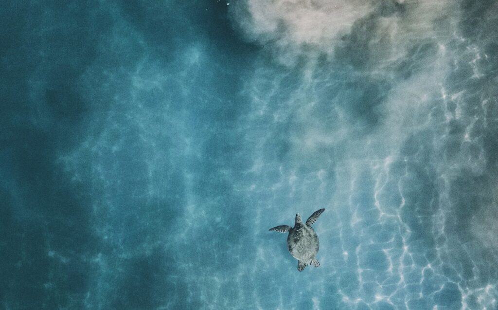 aerial photo of sea turtle in body of calm water, kihei hawaii