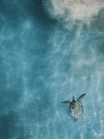 aerial photo of sea turtle in body of calm water, kihei hawaii