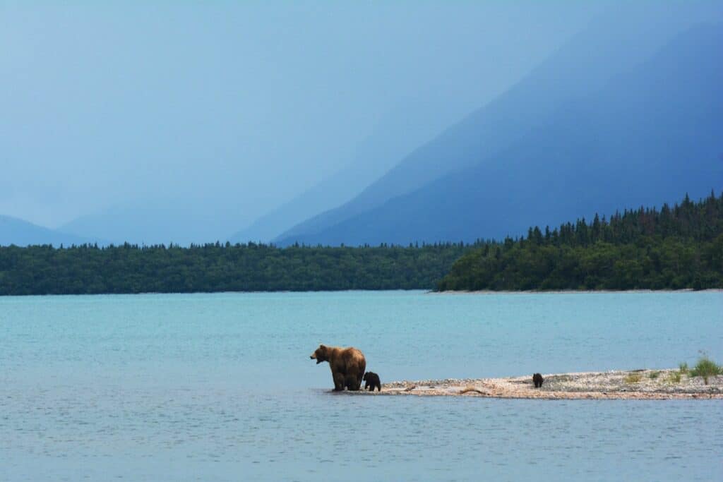 brown bear standing on seashore near sea under blue sky during daytime, brooks camp, king salmon, Naknek Lake, Katmai National Park, Alaska