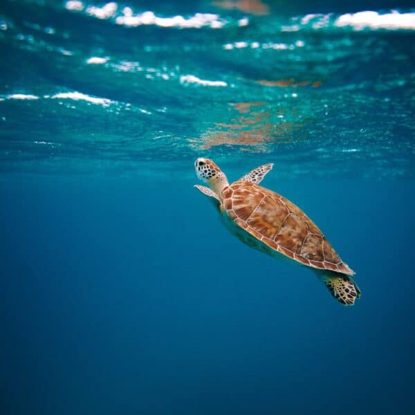 brown turtle in water during daytime, Aruba