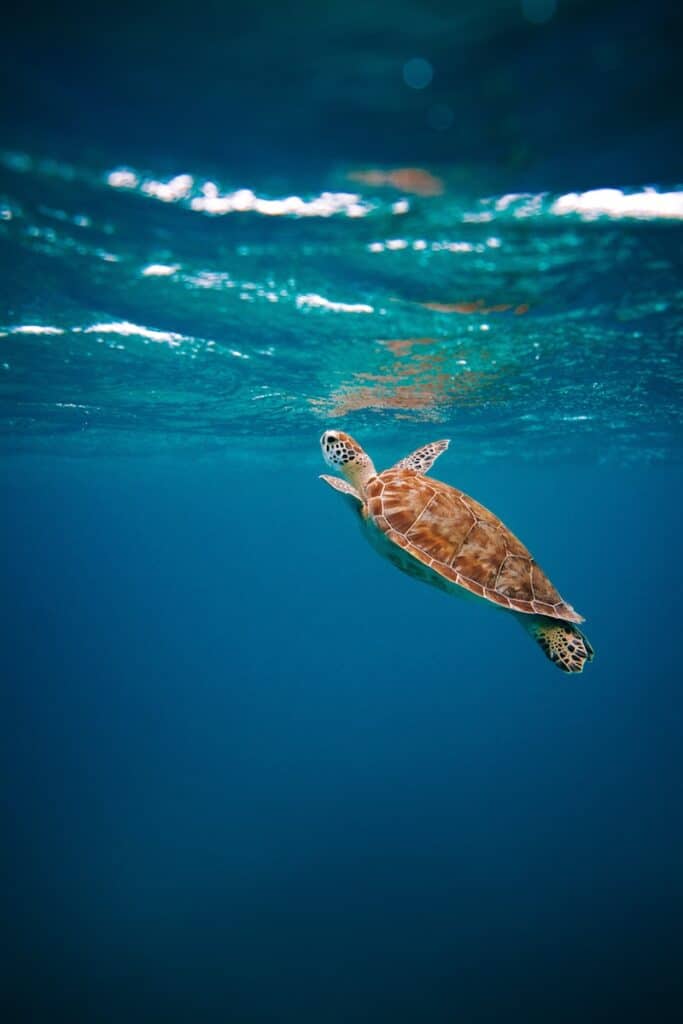 brown turtle in water during daytime, Aruba