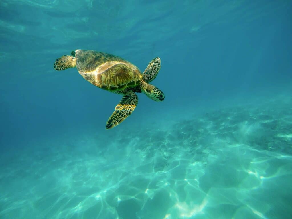 turtle underwater photo, hawaii