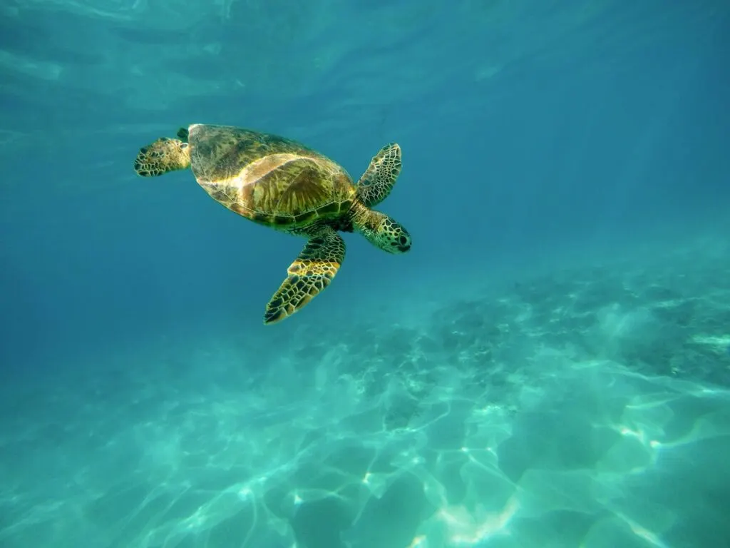 turtle underwater photo, hawaii