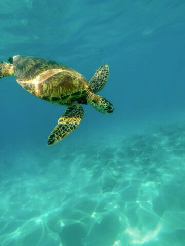 turtle underwater photo, hawaii