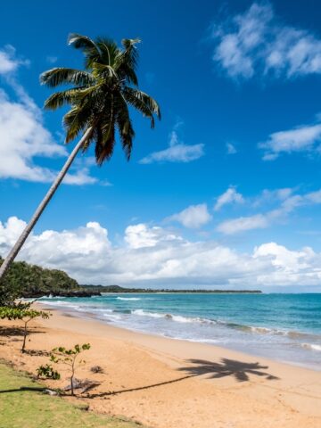 coconut tree on beach shore during the day, Playa Moron El Limon Dominican Republic